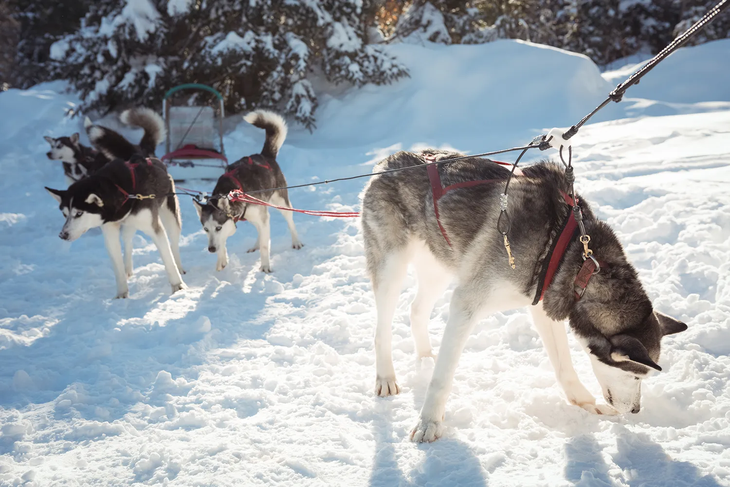 Dog sledding Tromso
