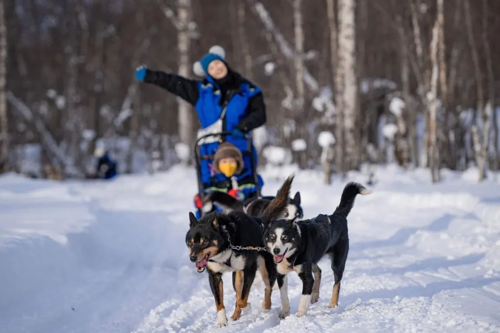 dog sledding tromso
