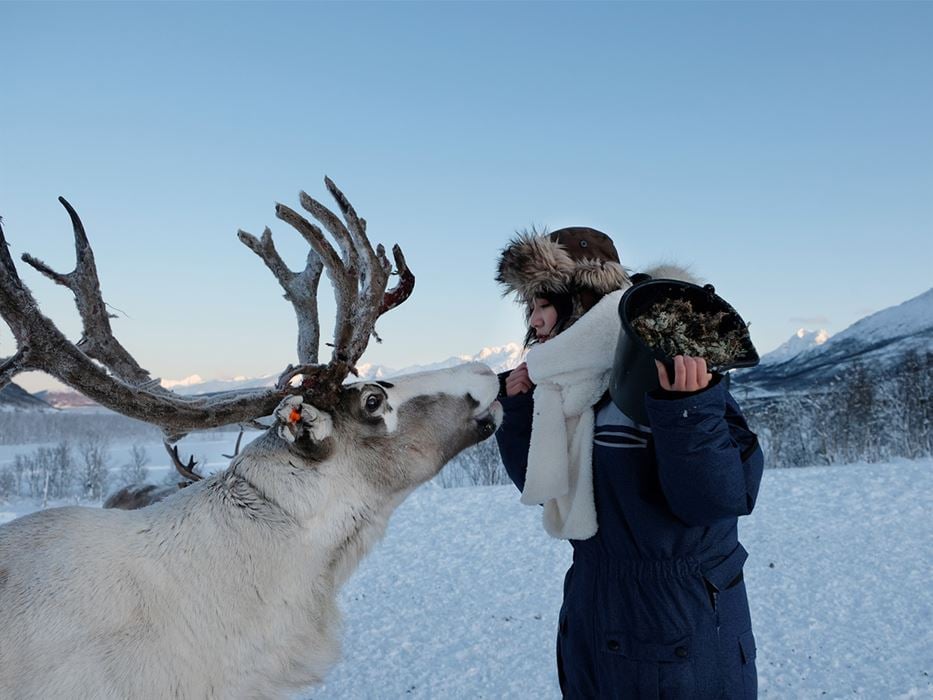 Woman feeding a reindeer at Tromsø Lapland Camp on Kvaløya Island in Arctic Norway.