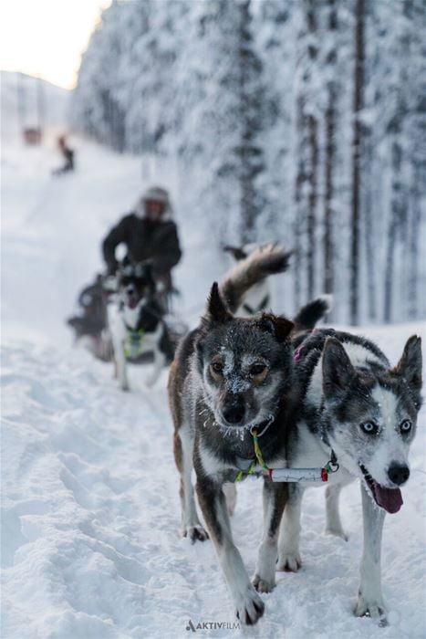 Dog sledding tour Tromso