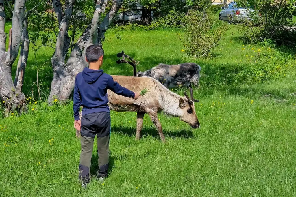 Child offering grass to two reindeer on the side of the road in Kvaløya.